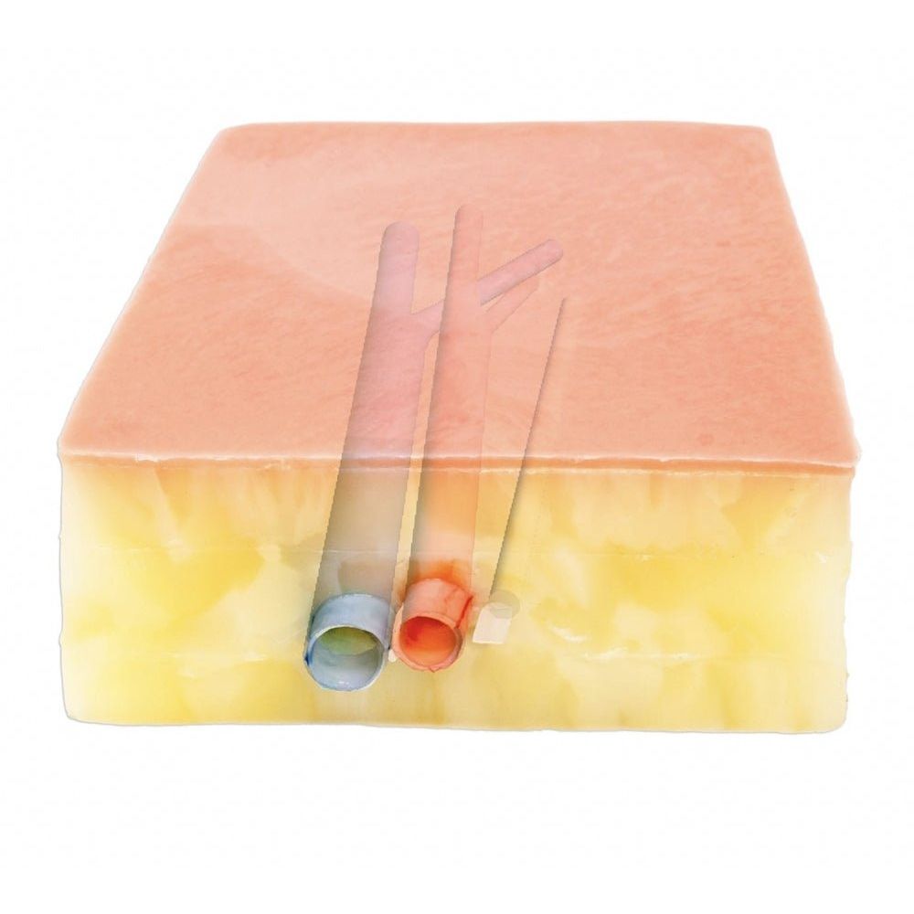Precision Dermal Embedded Femoral Groin Model | Femoral Endarterectomy Training Simulator UK LL-TRN-0250