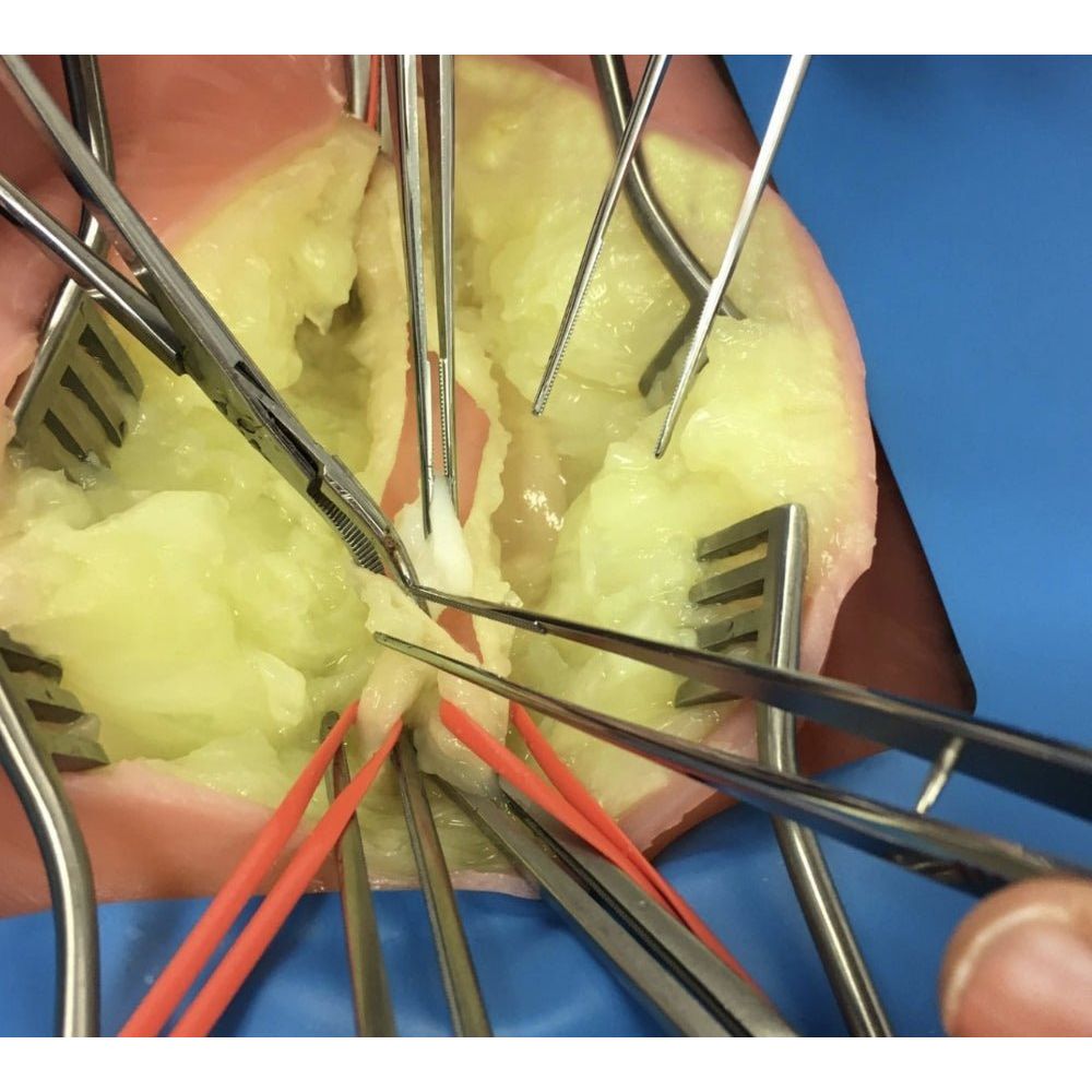 Precision Dermal Embedded Femoral Groin Model | Femoral Endarterectomy Training Simulator UK LL-TRN-0250