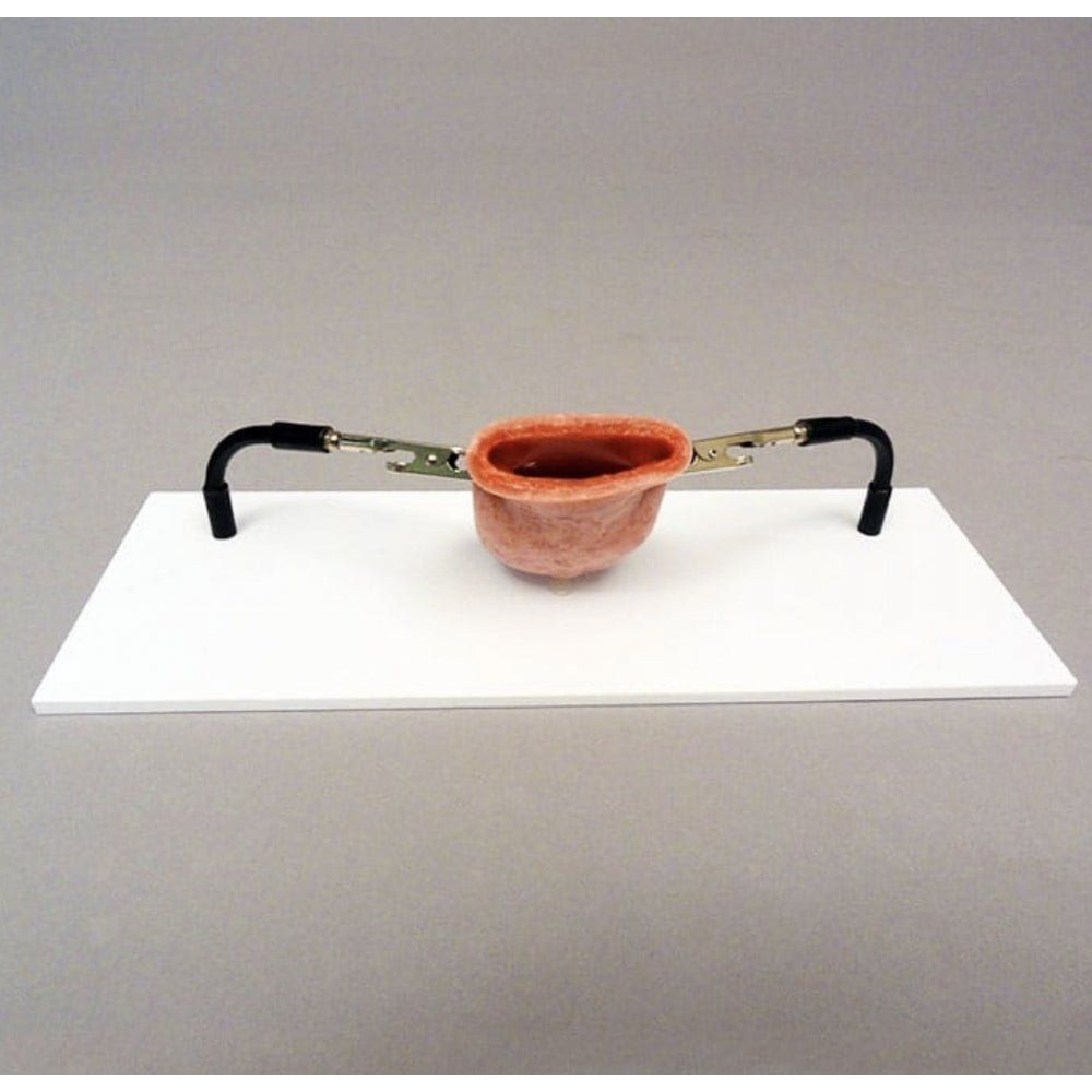Precision Dermal Vaginal Cuff Holder | OB - GYN Surgical Training Base UK LL-TRN-1208