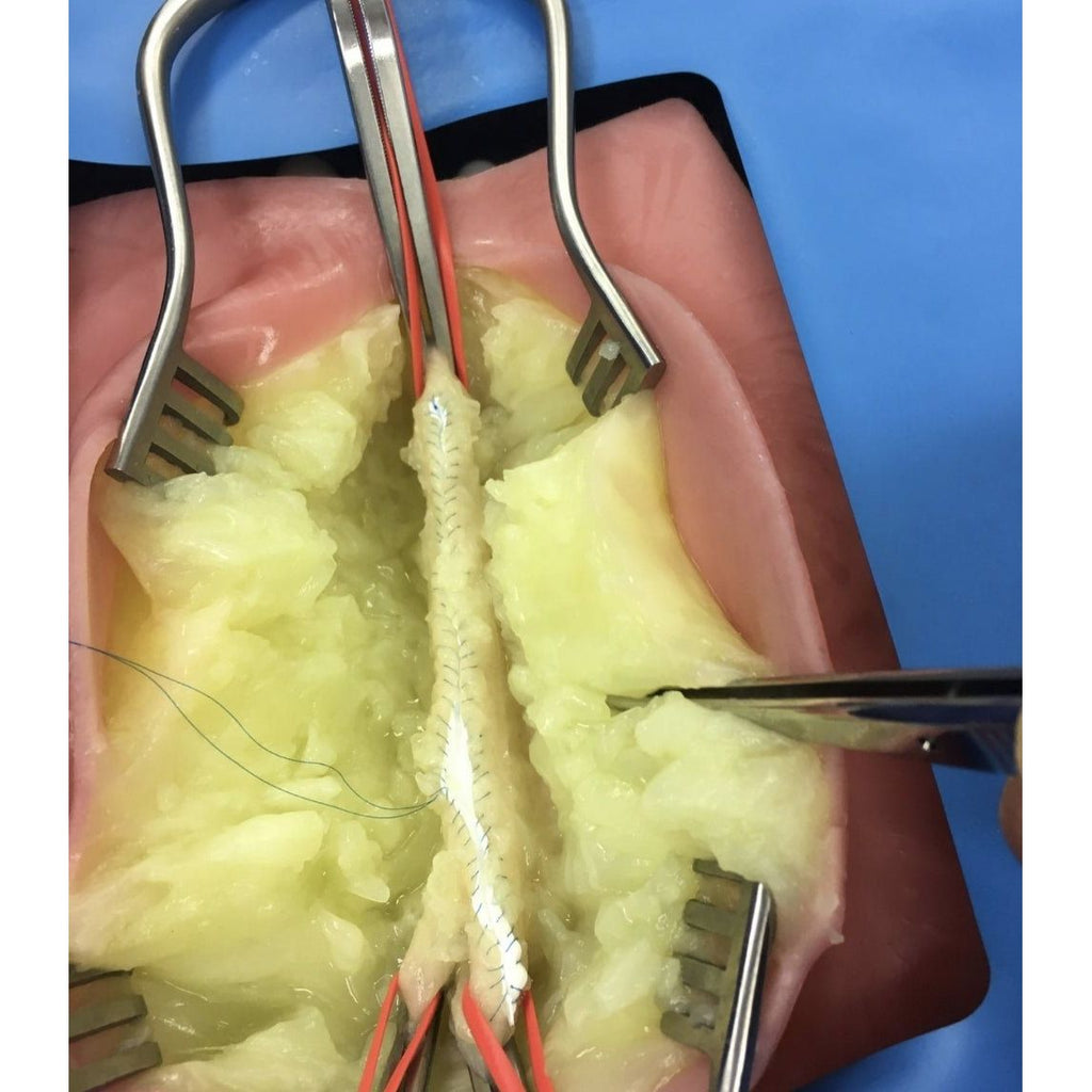 Precision Dermal VI Box Surgical Simulator | Vascular & Surgical Skills Training System UK LL-TRN-1270