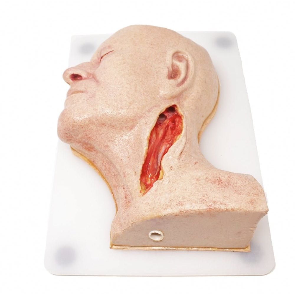 Precision Dermal Carotid Head Simulator – Vascular Surgery Training Model – Carotid Endarterectomy Practice – Realistic Surgical Simulation Head – (Professional Training Use) UK SIM-CAROTID-HEAD-VASC-01